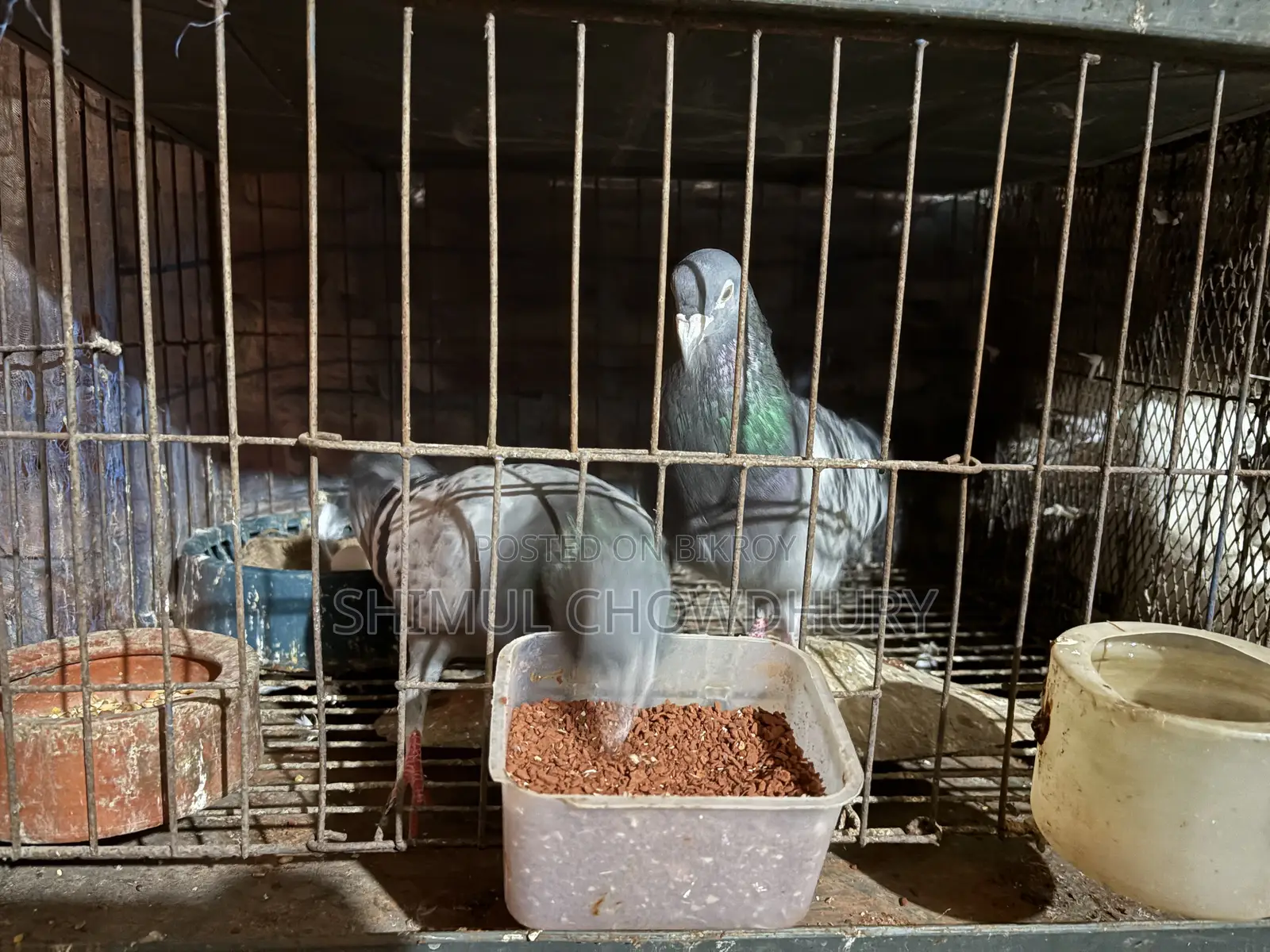 Good quality running pigeons