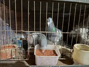 Good quality running pigeons