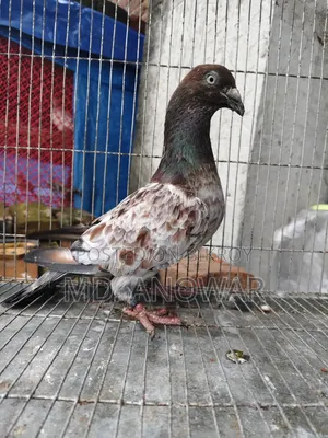 A Pair of Military Pigeons