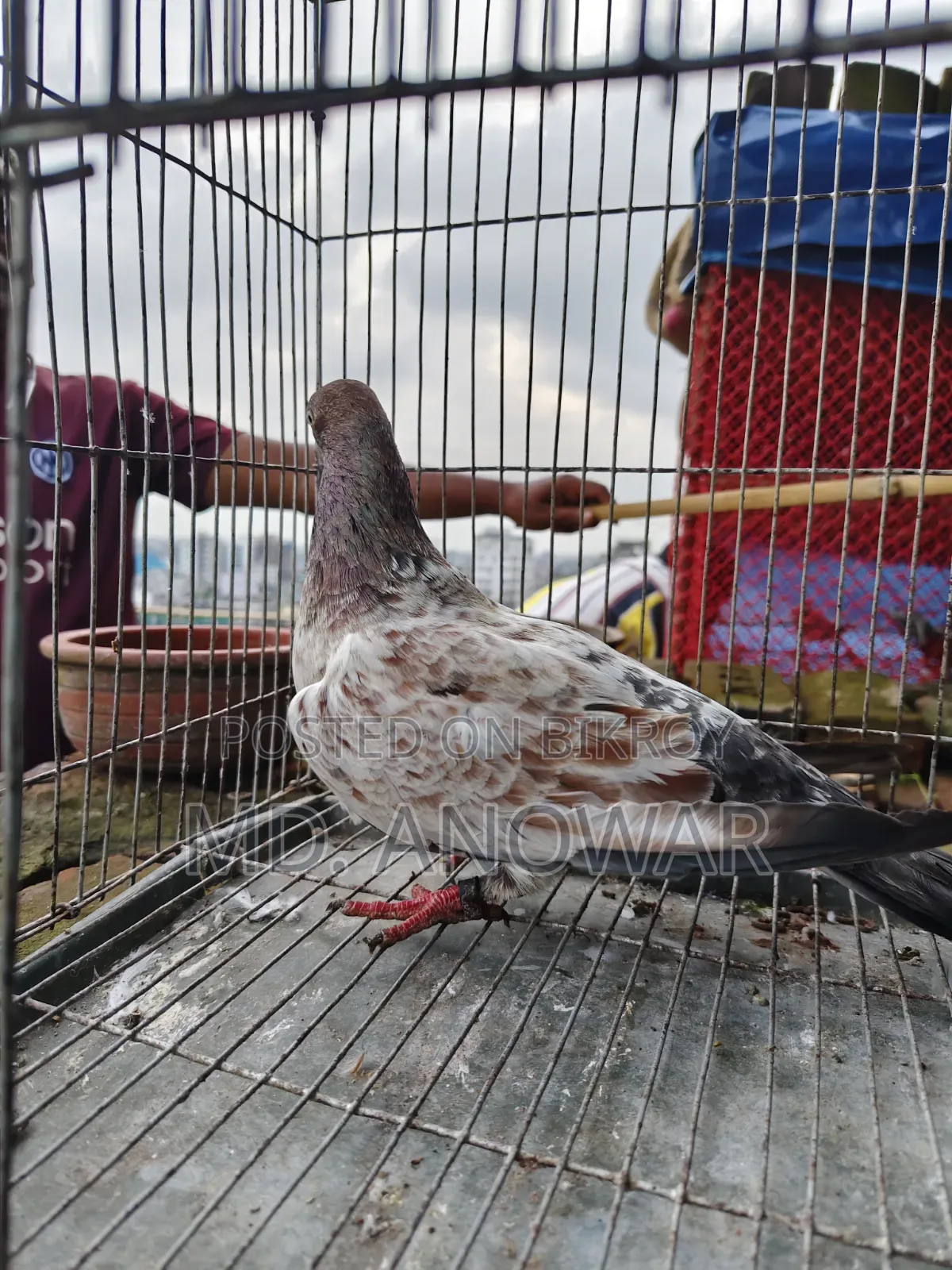 A Pair of Military Pigeons