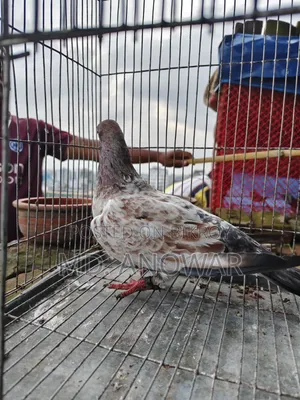 A Pair of Military Pigeons