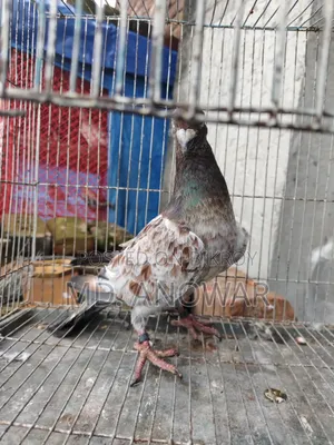 A Pair of Military Pigeons