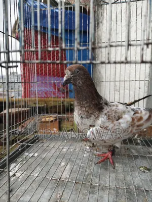 A Pair of Military Pigeons