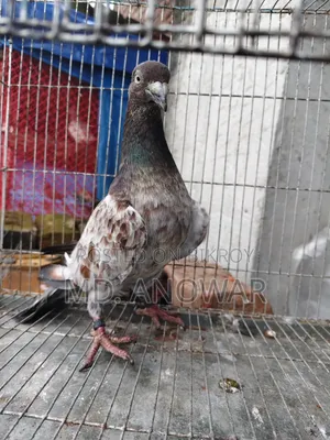 A Pair of Military Pigeons