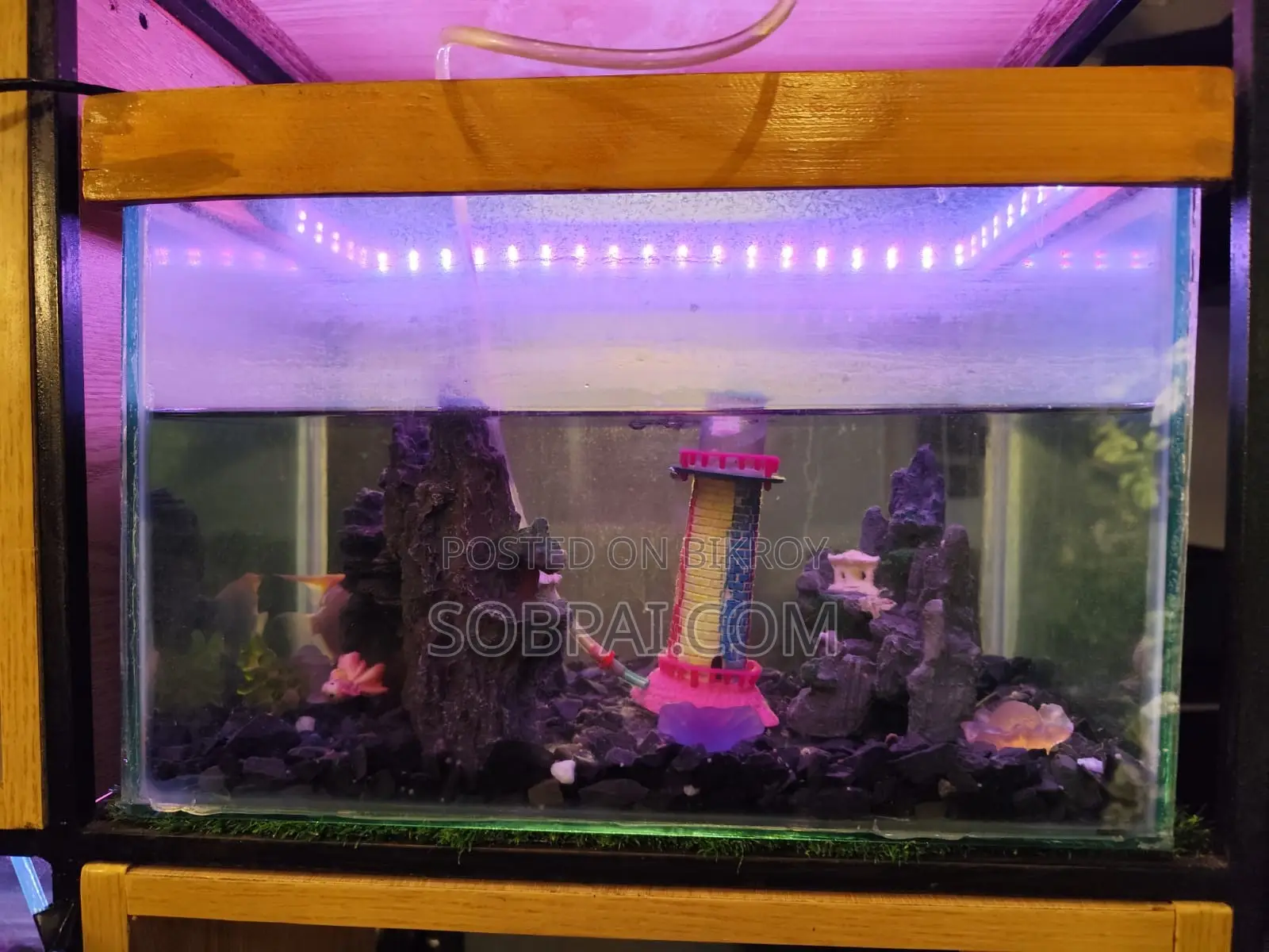 Decorative Glass Aquarium (With LED Light Accessories)