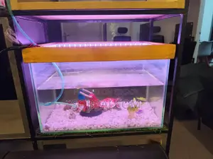 Decorative Glass Aquarium (With LED Light Accessories)