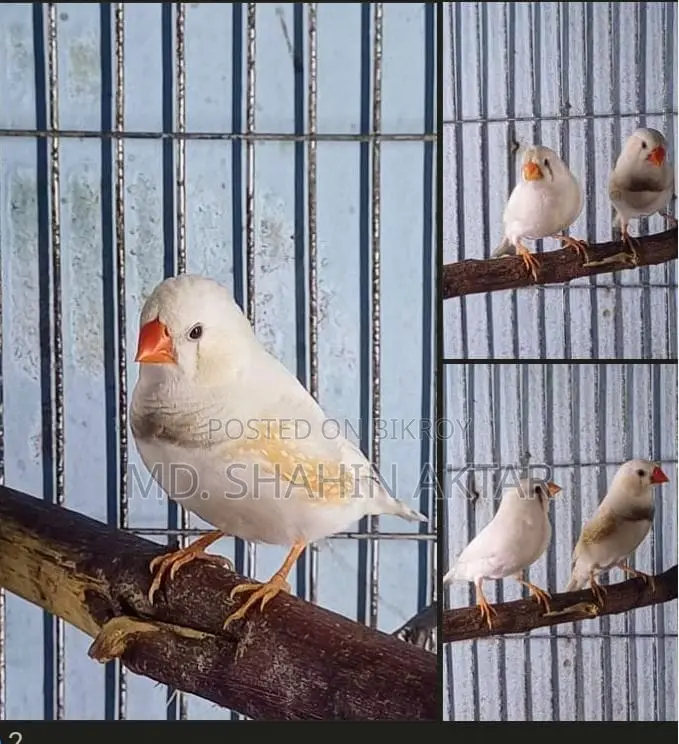Active Zebra Finch
