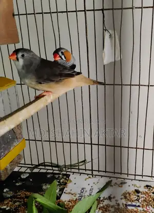 Active Zebra Finch