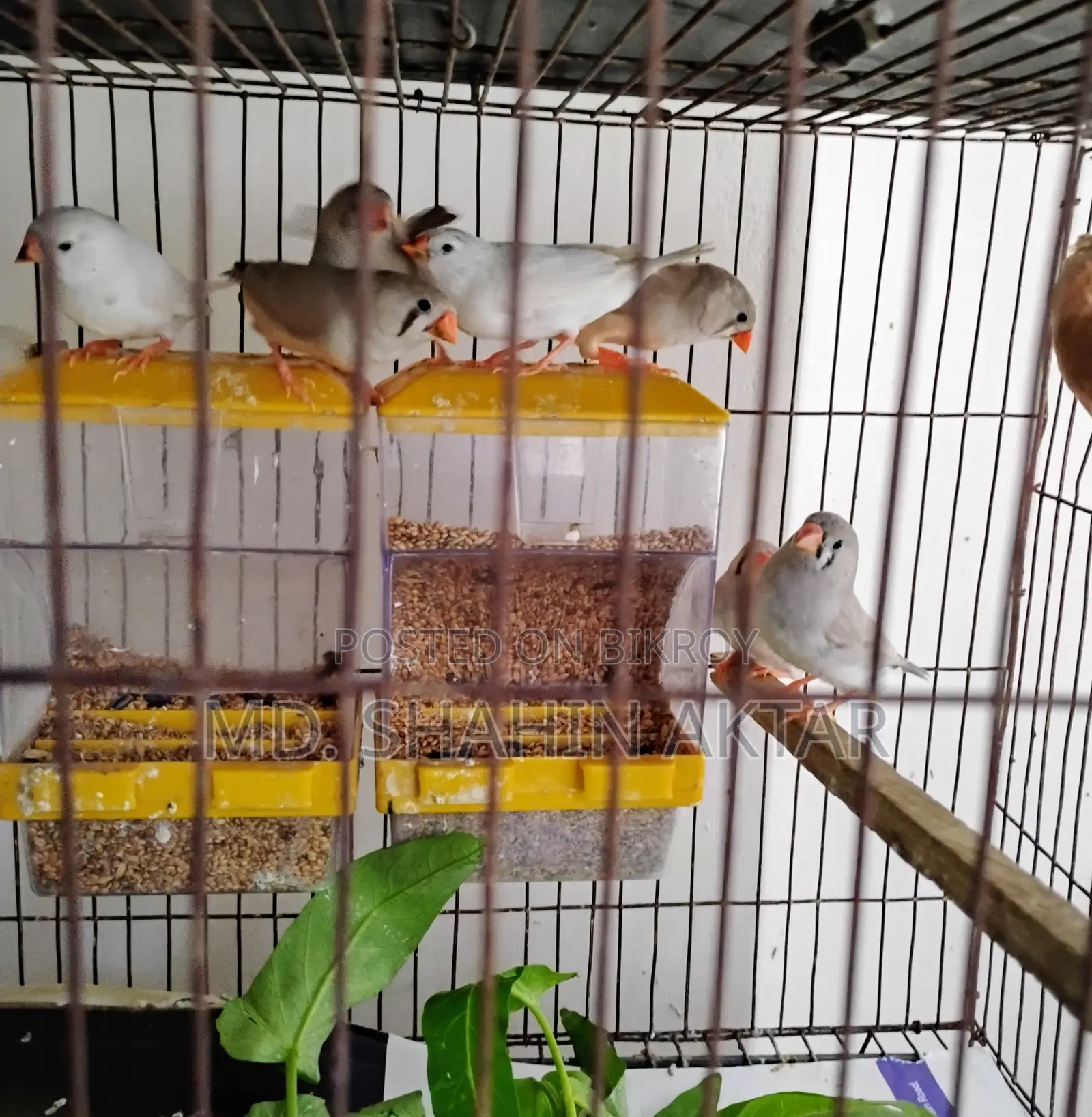 Active Zebra Finch