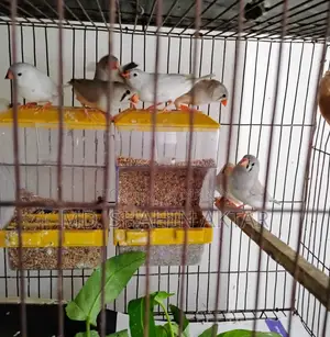 Active Zebra Finch