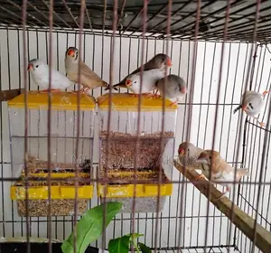 Active Zebra Finch