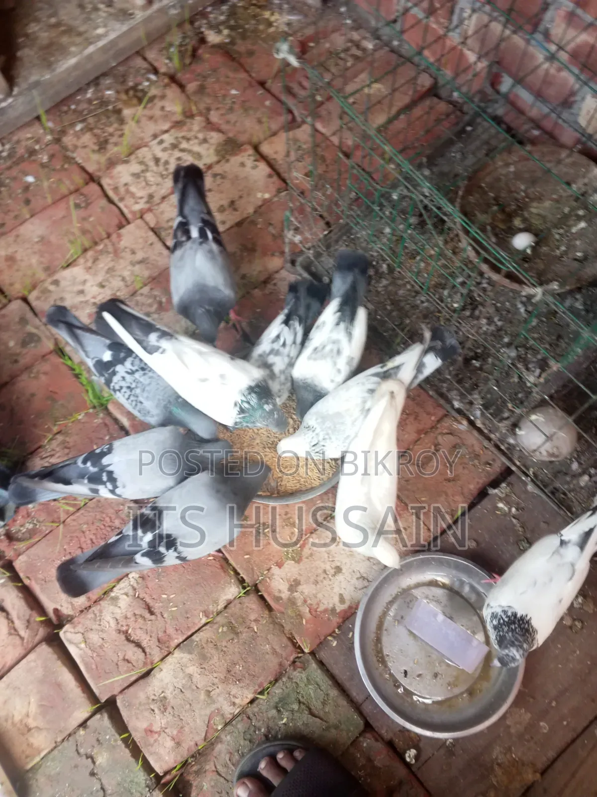 Racer and other pigeons