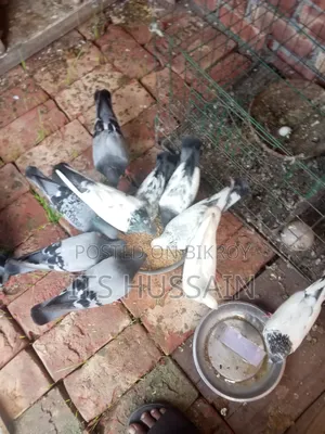 Racer and other pigeons