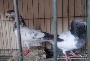 Pigeon Sell