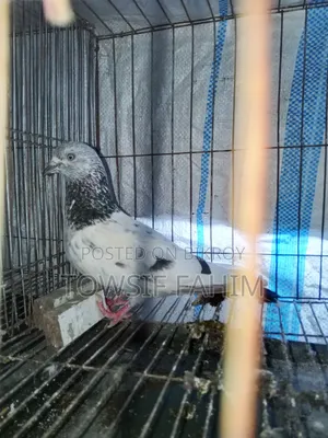Giribaj Pigeon