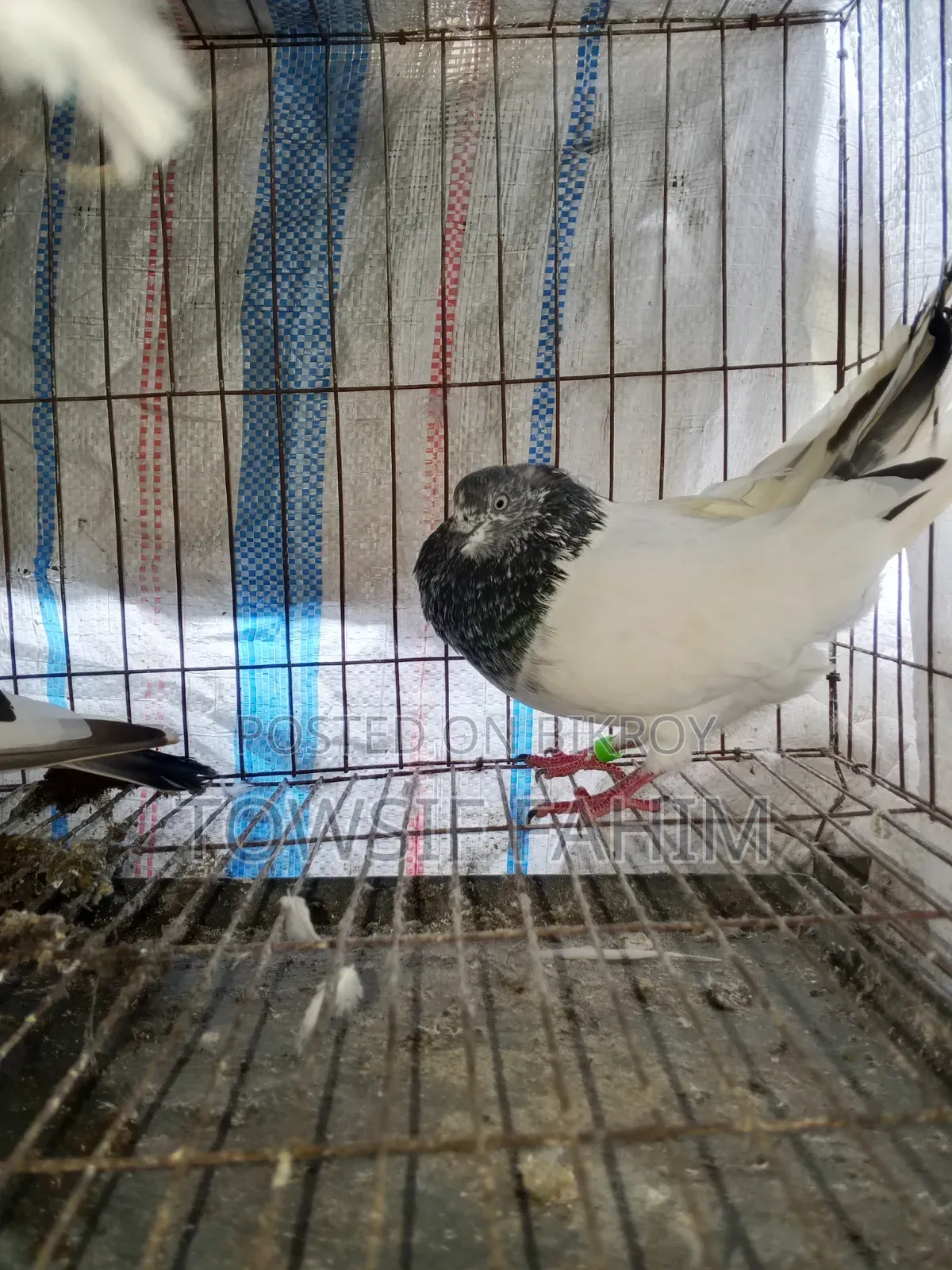 Giribaj Pigeon