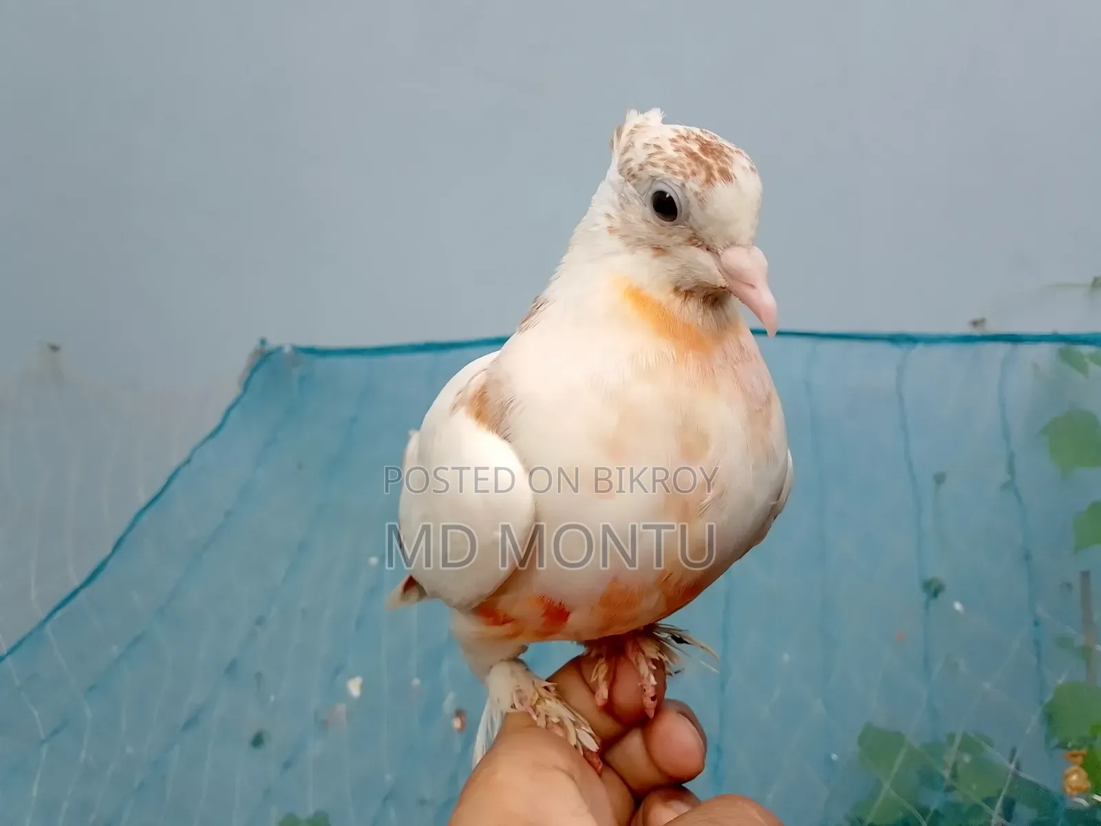 Giribazz Pigeon