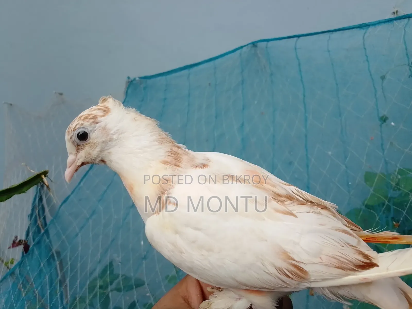 Giribazz Pigeon