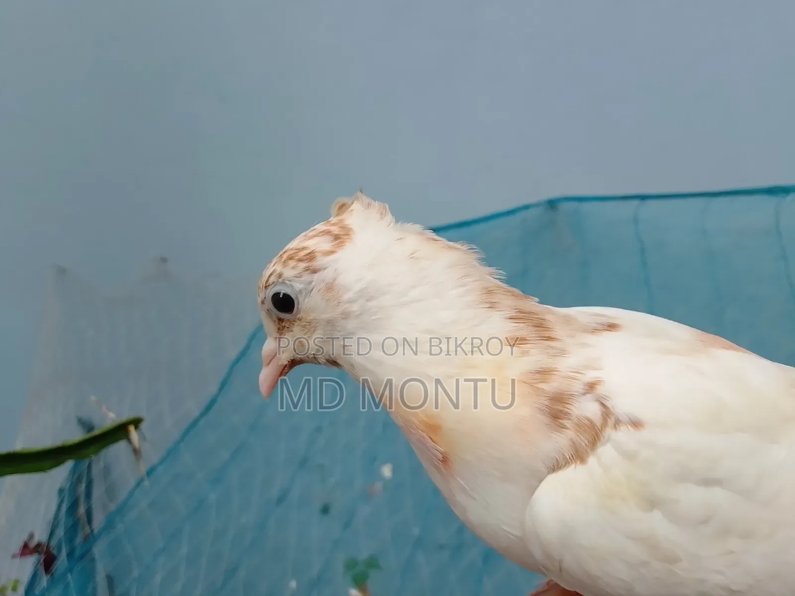 Giribazz Pigeon