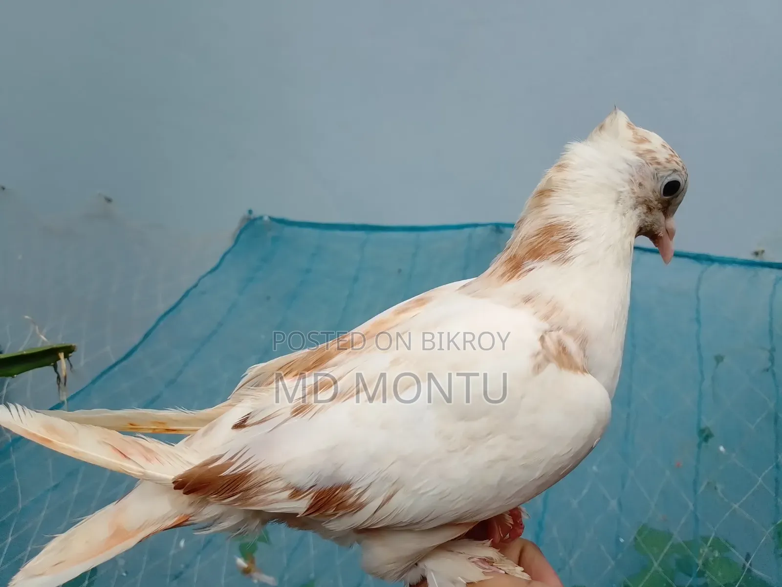 Giribazz Pigeon