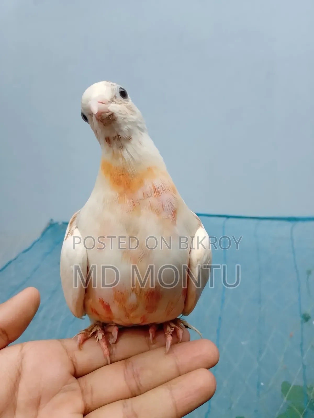 Giribazz Pigeon