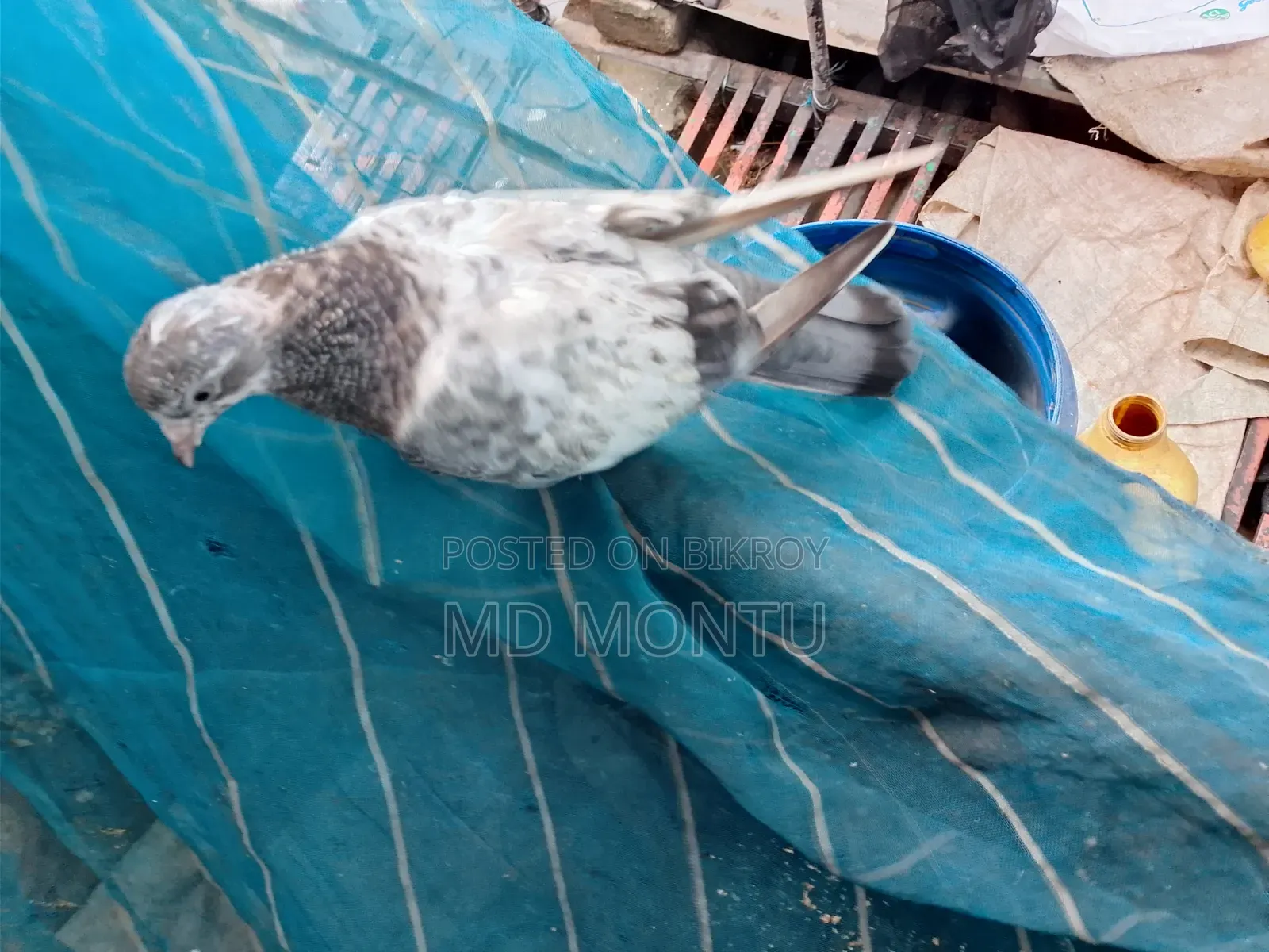 Giribazz Pigeon