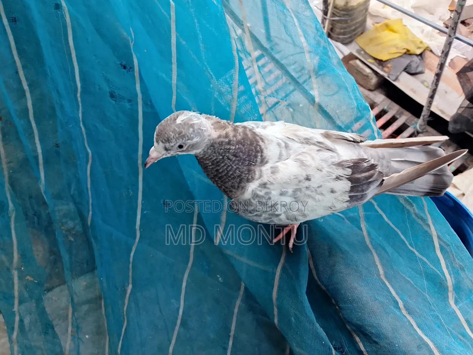 Giribazz Pigeon