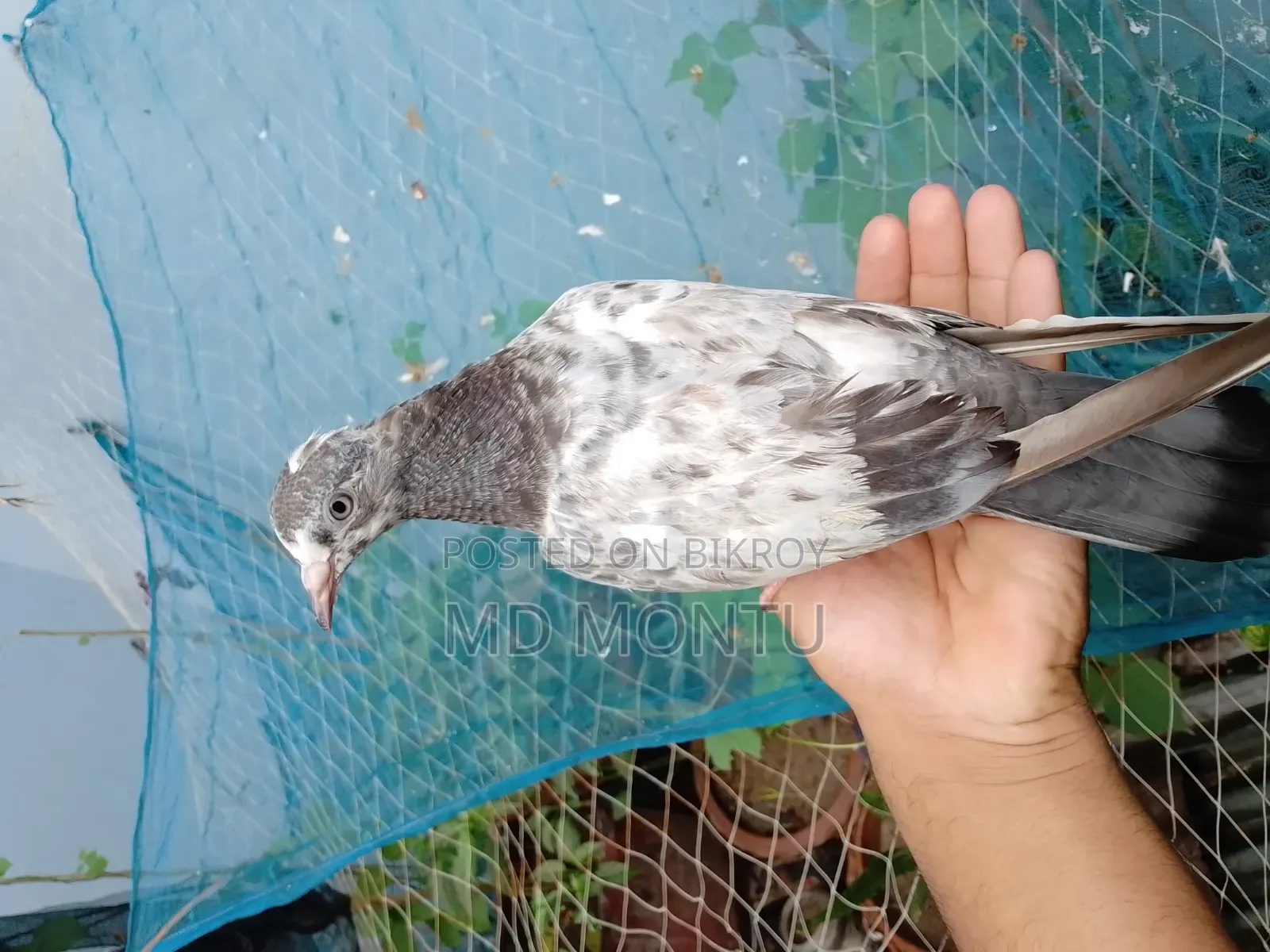 Giribazz Pigeon