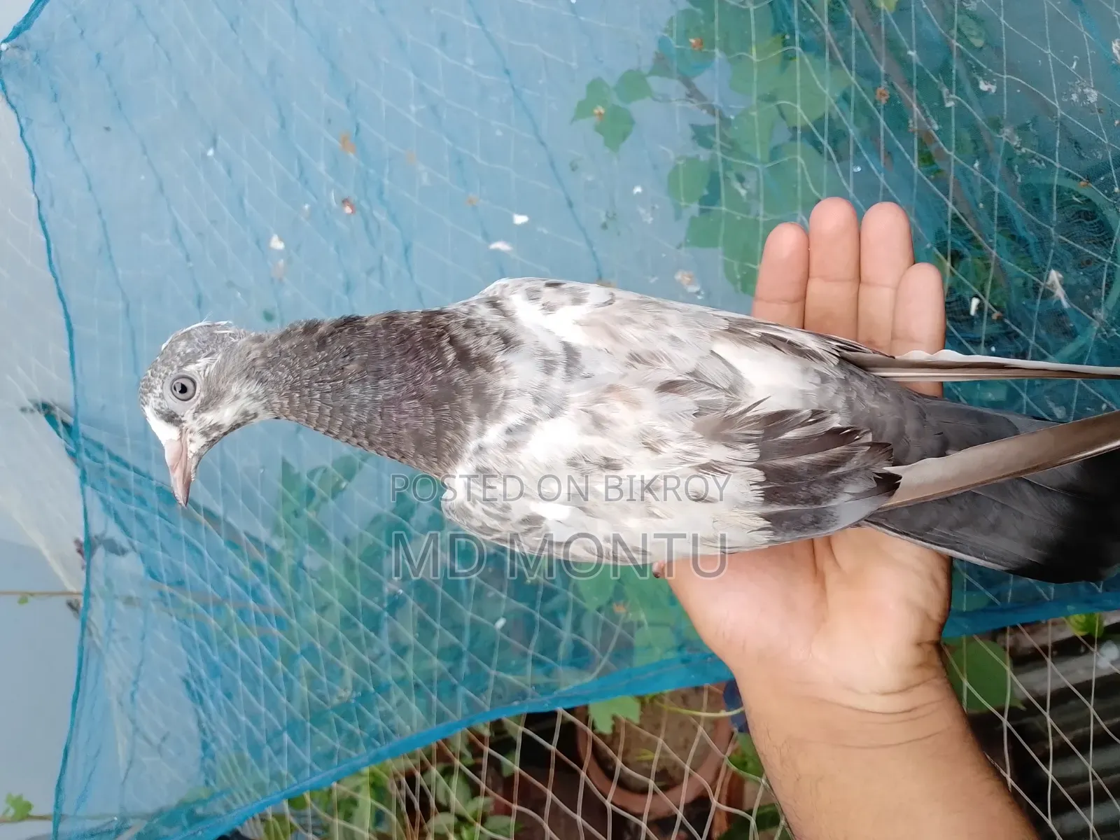 Giribazz Pigeon