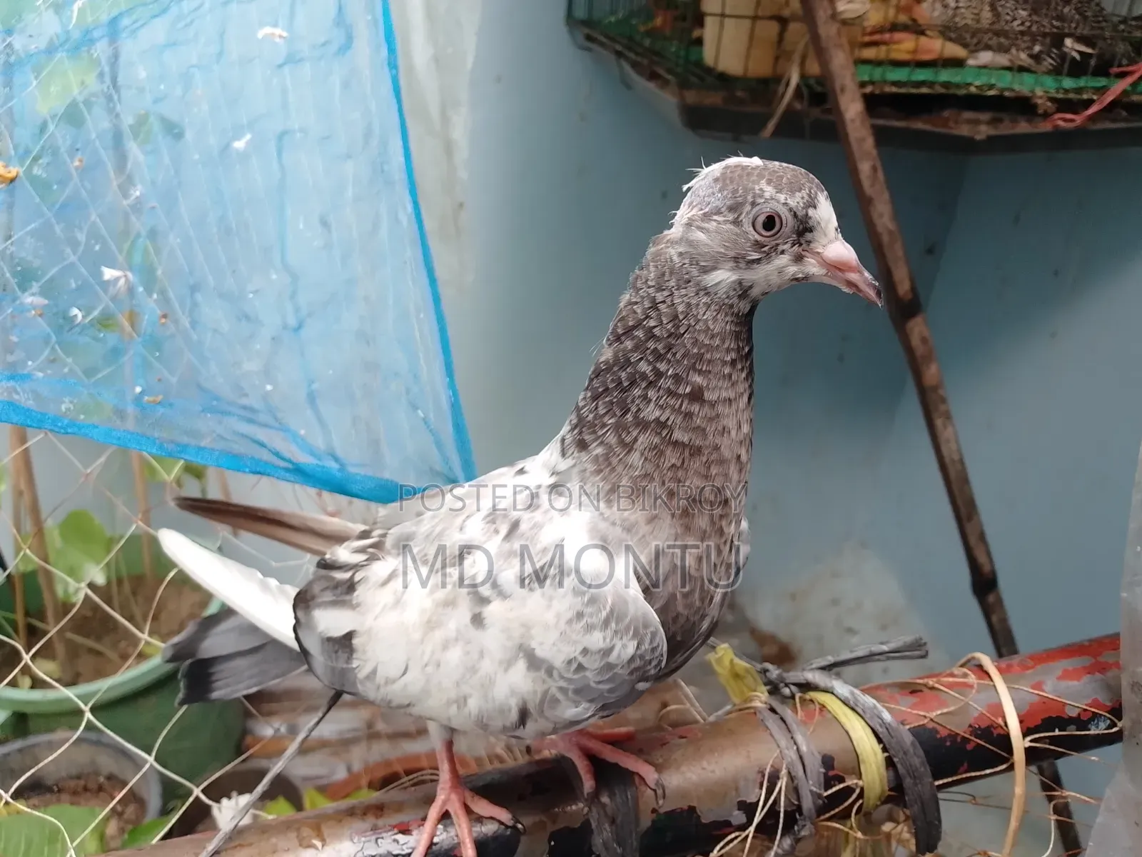 Giribazz Pigeon