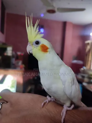 Tamed Lutino Cockatiel Bird Pair Without DNA