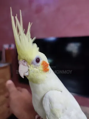 Tamed Lutino Cockatiel Bird Pair Without DNA