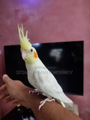 Tamed Lutino Cockatiel Bird Pair Without DNA