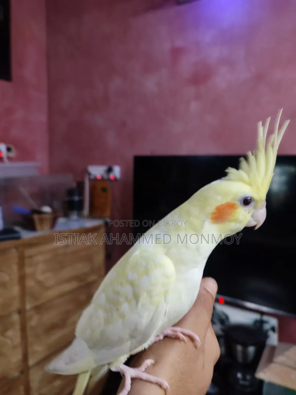 Tamed Lutino Cockatiel Bird Pair Without DNA