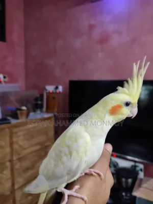 Tamed Lutino Cockatiel Bird Pair Without DNA