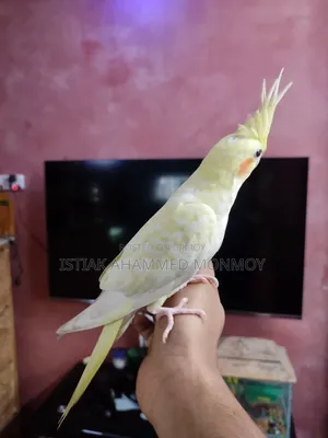 Tamed Lutino Cockatiel Bird Pair Without DNA