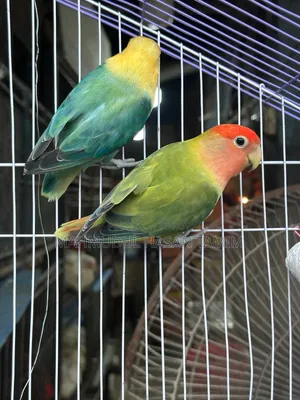Love Birds