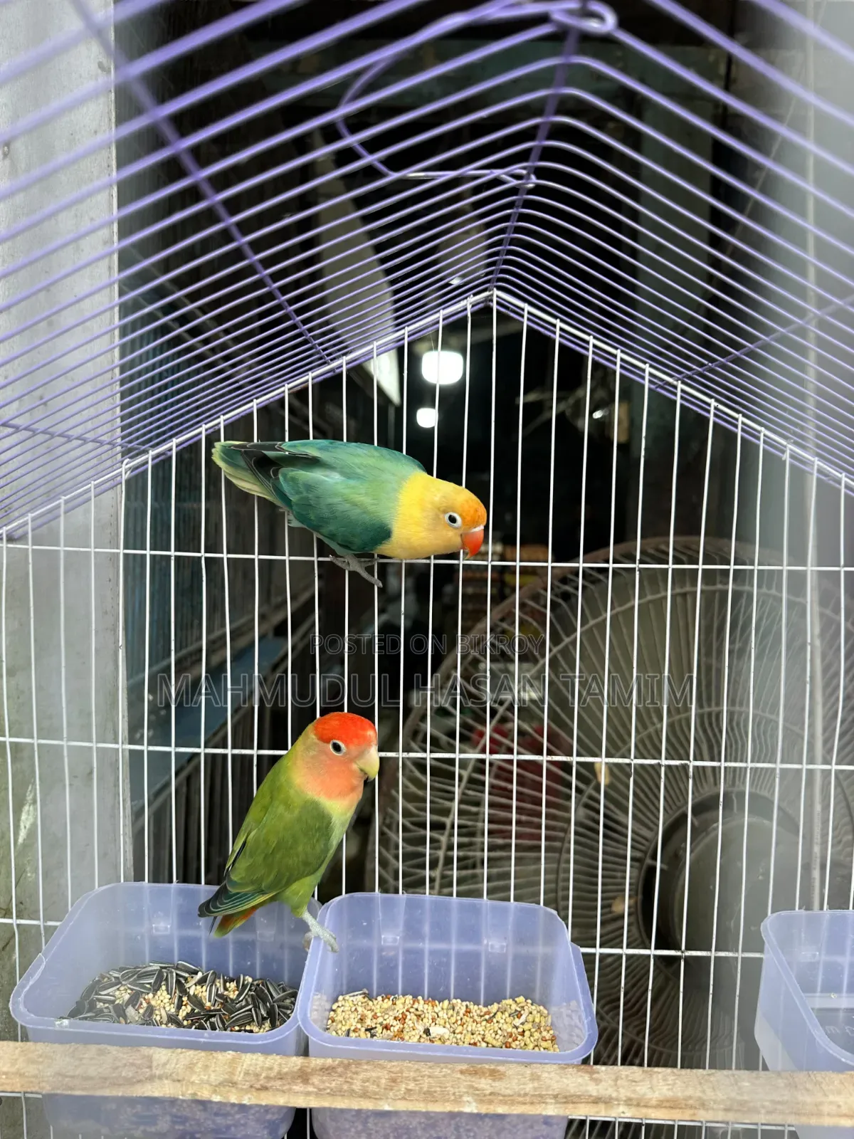 Love Birds