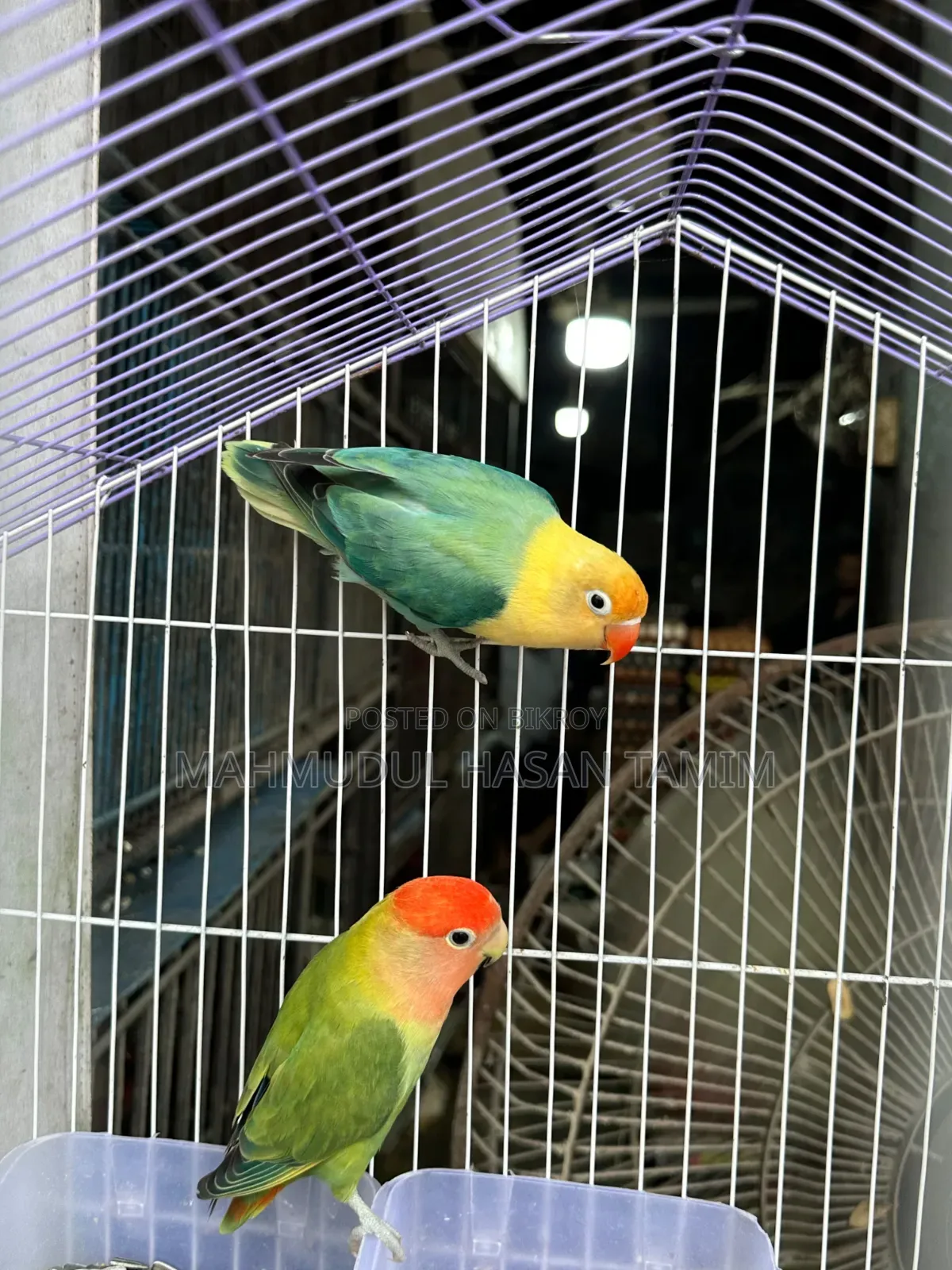 Love Birds