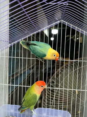 Love Birds