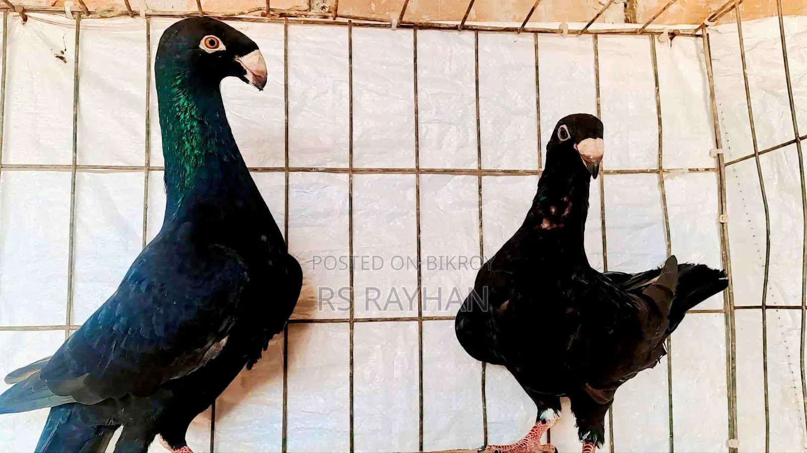 Pigeons for Sale