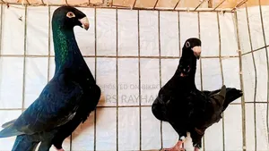 Pigeons for Sale