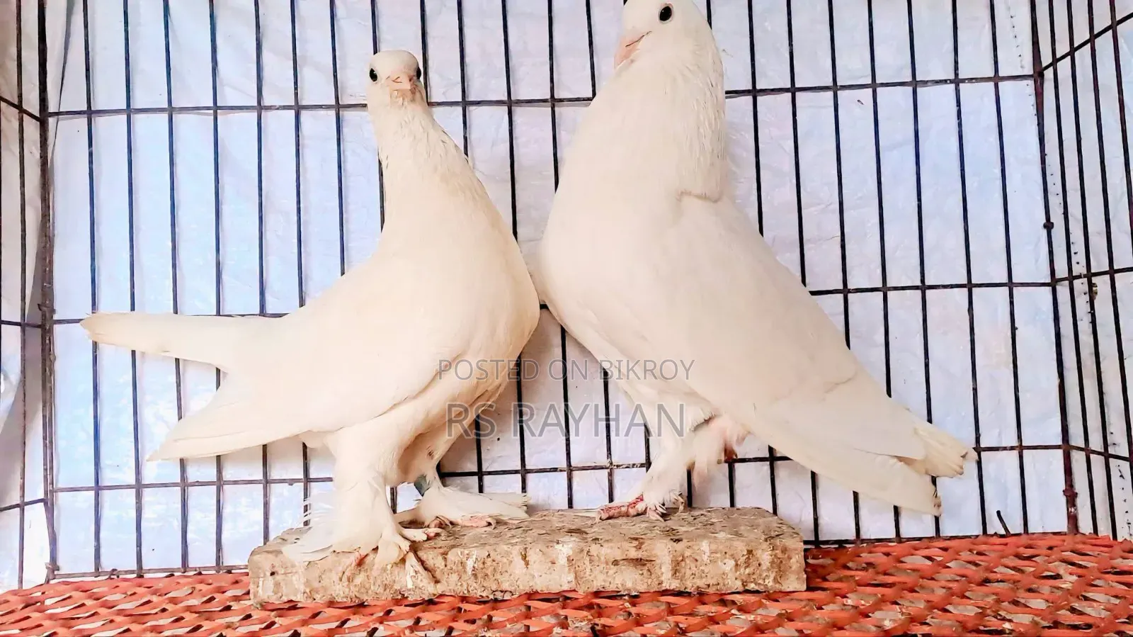 Pigeons for Sale