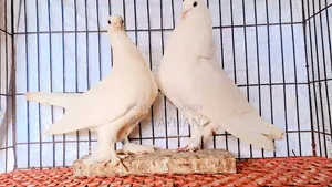 Pigeons for Sale