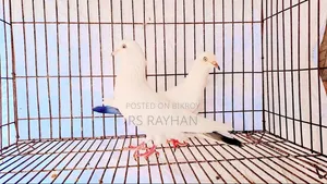 Pigeons for Sale