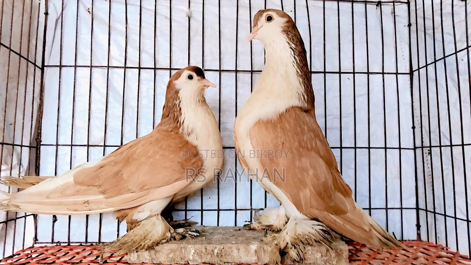 Pigeons for Sale