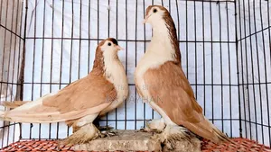 Pigeons for Sale