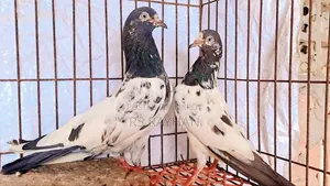 Pigeons for Sale