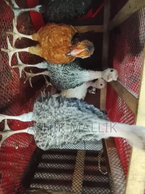 Local Ducks