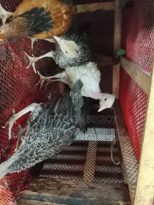 Local Ducks